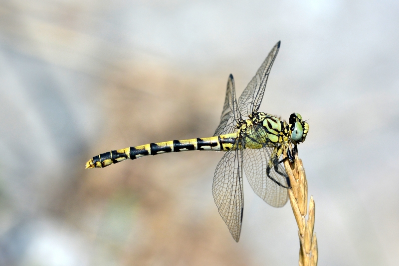 Onychogomphus forcipatus,  femmina